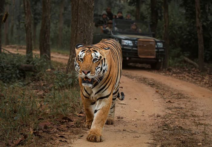 Tiger Safari